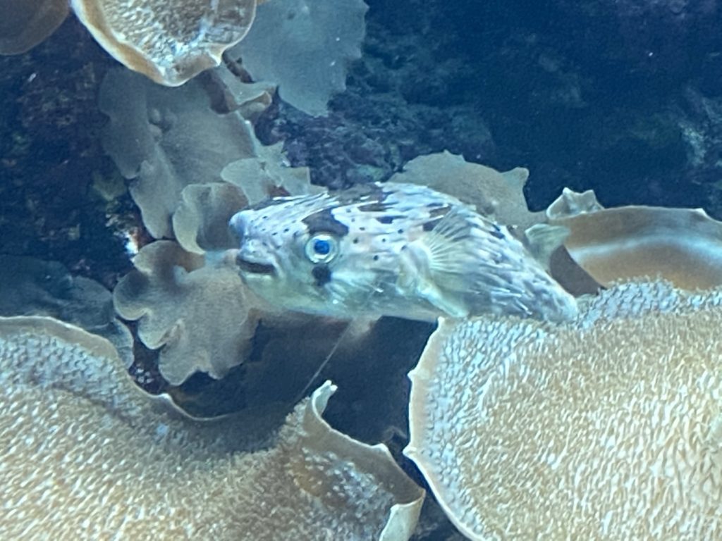 美ら海水族館、コロナ対策し一部再開してました～