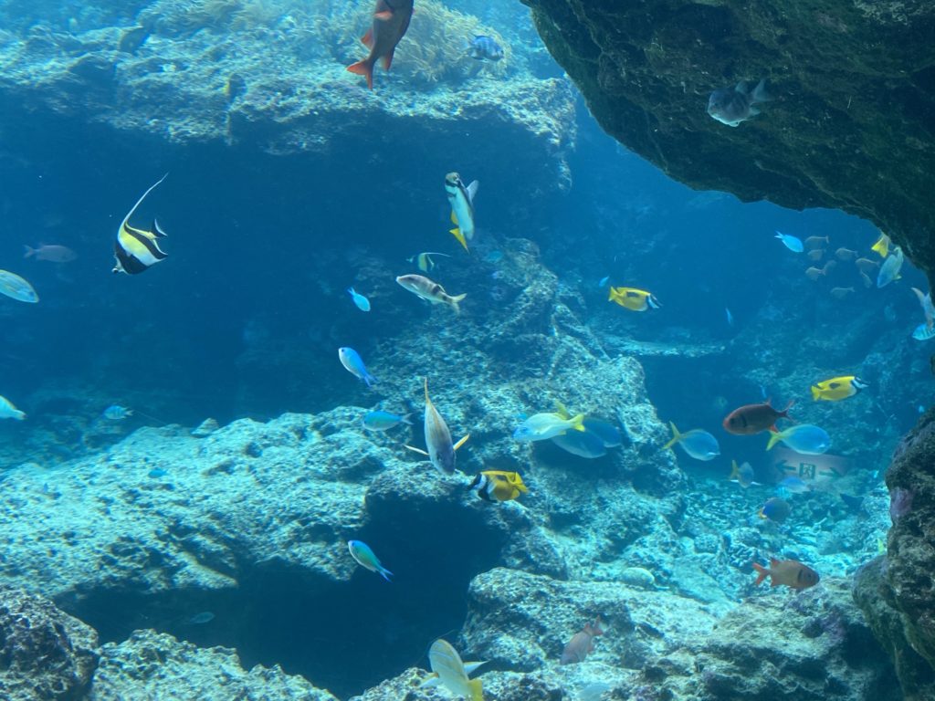 美ら海水族館、コロナ対策し一部再開してました～