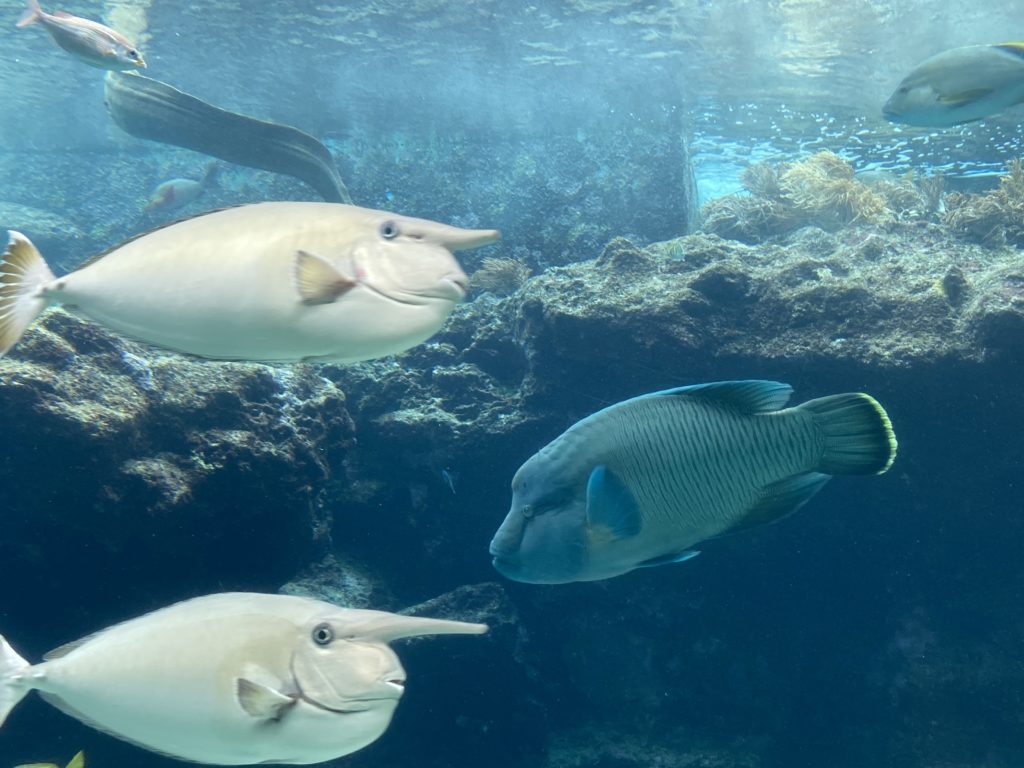 美ら海水族館、コロナ対策し一部再開してました～