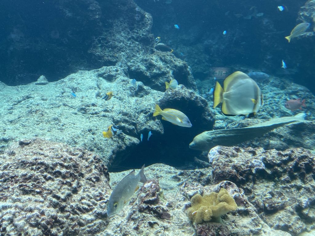 美ら海水族館、コロナ対策し一部再開してました～