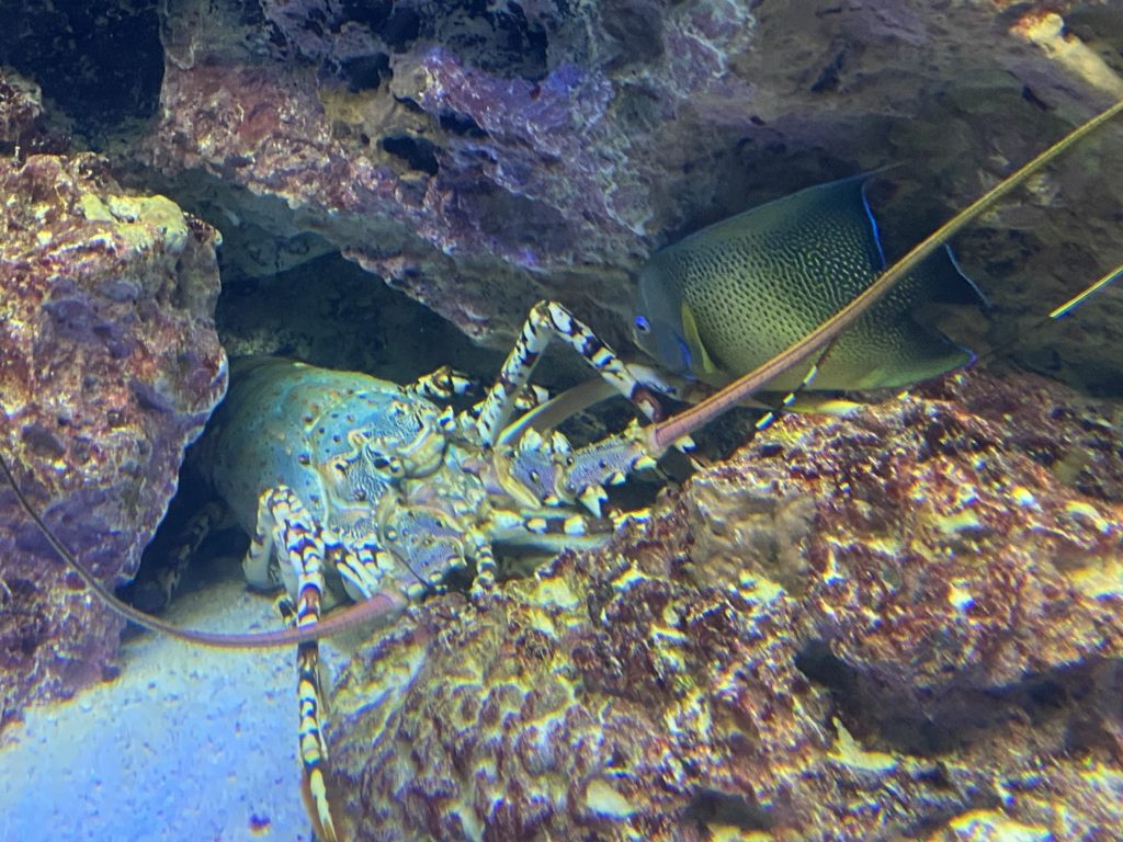 美ら海水族館、コロナ対策し一部再開してました～