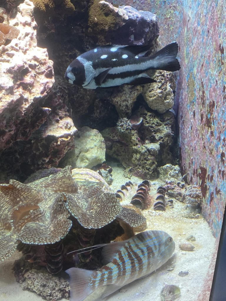 美ら海水族館、コロナ対策し一部再開してました～