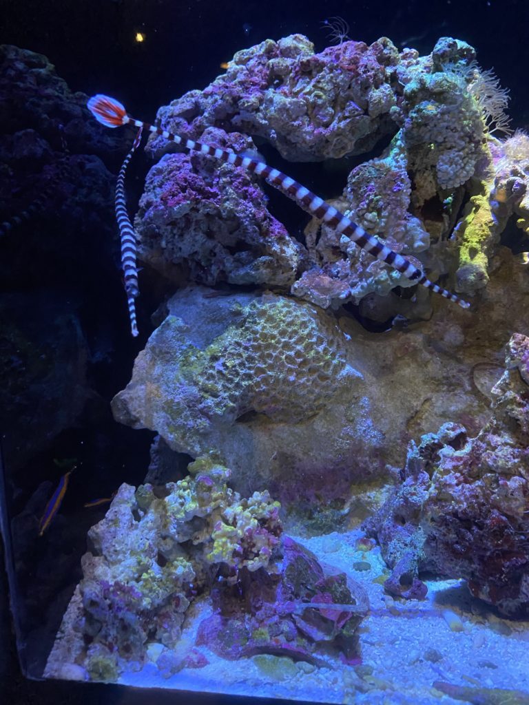 美ら海水族館、コロナ対策し一部再開してました～