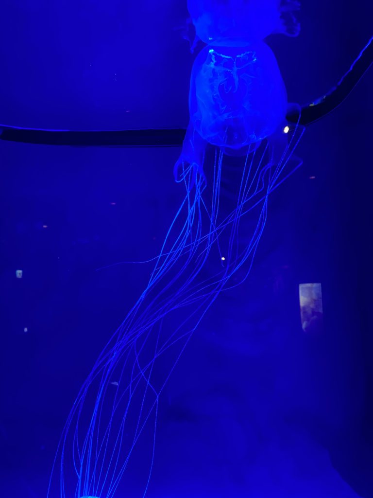 美ら海水族館、コロナ対策し一部再開してました～