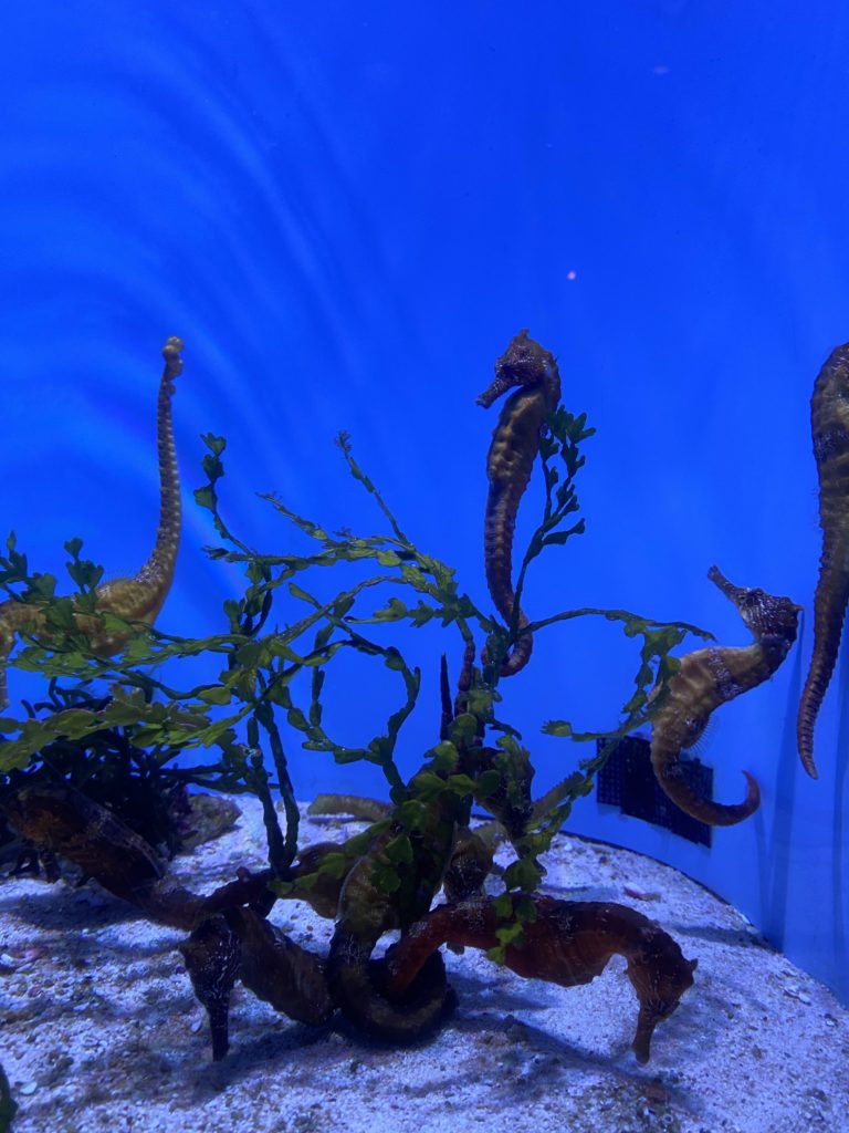 美ら海水族館、コロナ対策し一部再開してました～