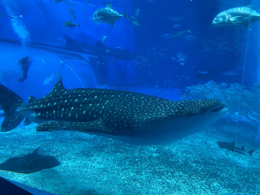 美ら海水族館、コロナ対策し一部再開してました～