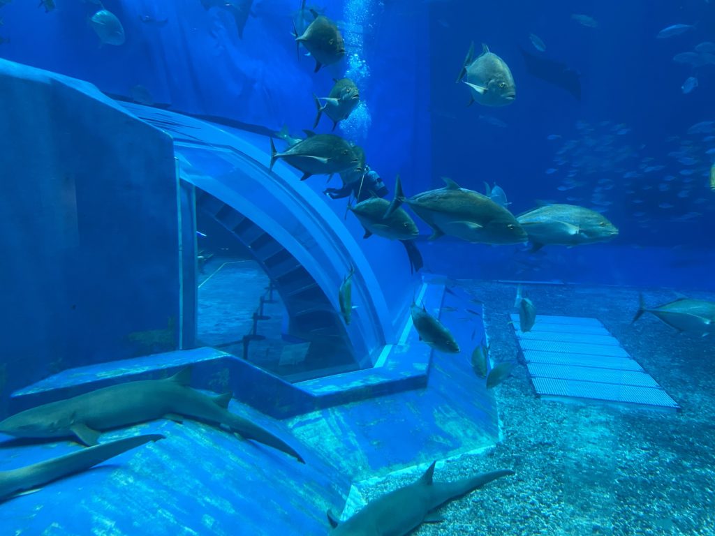 美ら海水族館、コロナ対策し一部再開してました～