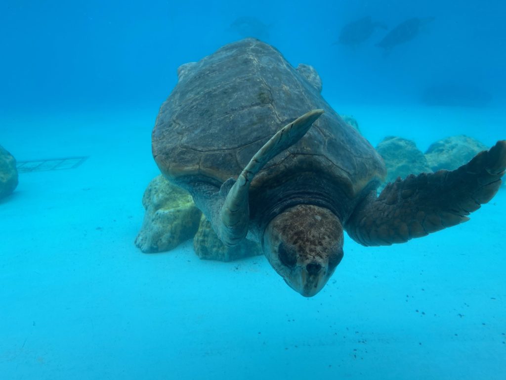 美ら海水族館、コロナ対策し一部再開してました～