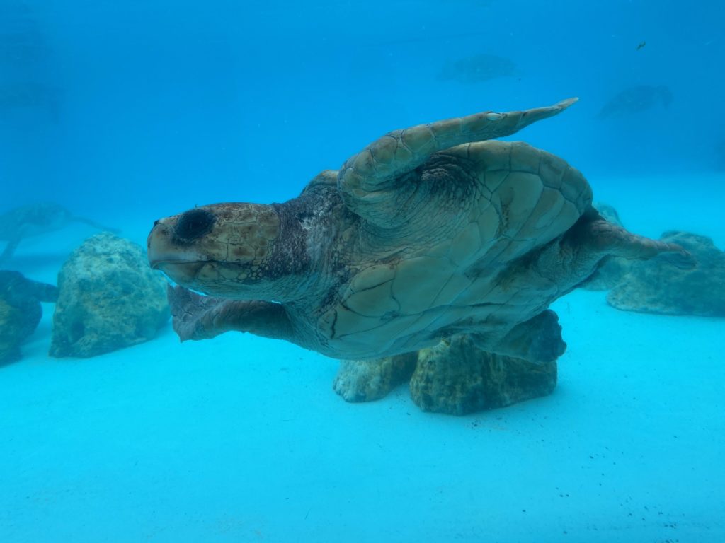 美ら海水族館、コロナ対策し一部再開してました～