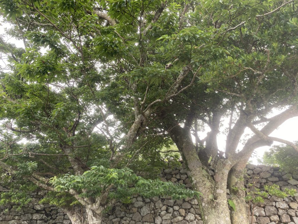 沖縄の世界遺産【今帰仁城趾（なきじんじょうし）】に行って写真をいっぱい撮ってきました