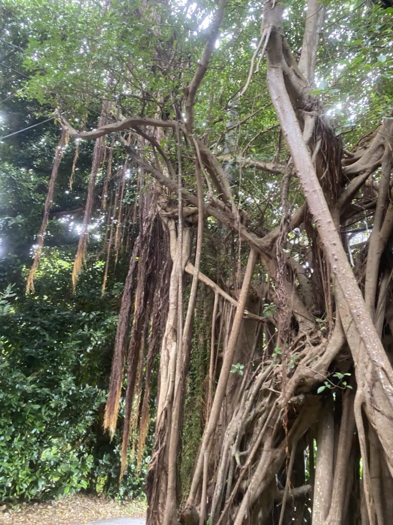 沖縄の備瀬にある【フクギ並木】観光スポットのひとつ写真をいっぱい撮ってきました。