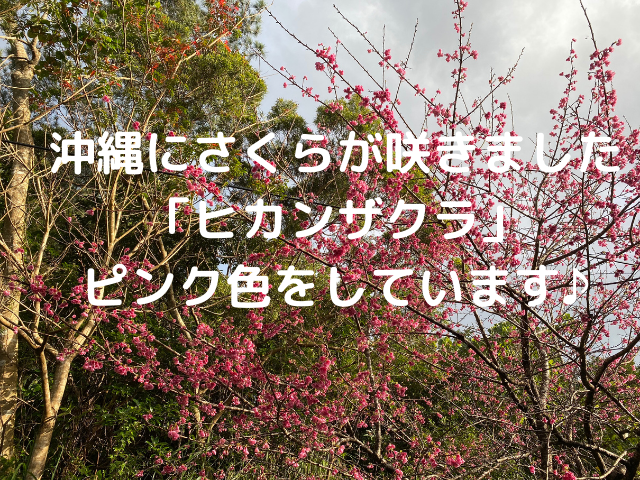 2021年沖縄にさくらが咲きました！さくらの種類は「ヒカンザクラ」といいピンク色です♪